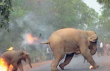 Typowe zachowanie w Indiach wobec dzikich zwierząt Sanctuary Wildlife