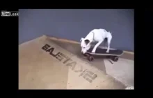 Pies - Skater