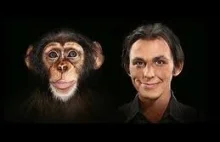 [FILM DOKUMENTALNY] Człowiek i szympans. Jak mało nas różni?