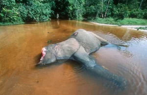 Kłusownik stratowany na śmierć przez słonie