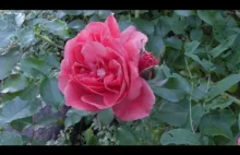 Ogrodowa Róza