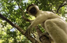 Podróżniczki, czyli kobiecym okiem - o podróży solo na Madagaskar -...