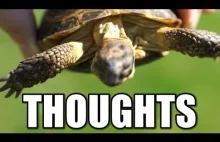 Żółwie myśli