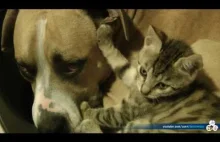 Pitbull i kotek - świetny filmik ukazujący przyjaźń między dwoma zwierzakami