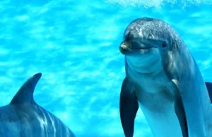 Nie chcemy bawić się cierpieniem delfinów. 55 tys. Polaków protestuje...