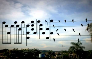 Prawdziwa ptasia muzyka.