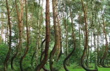 Siedem unikalnych 'lasów' z całego świata