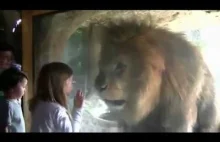 Nie baw się z lwami