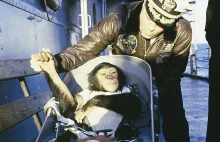 Nie tylko Łajka była w kosmosie. Historia szympansa Ham'a