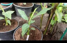 #234. Cz.1 Banan Musa x paradisiaca (Musa acuminata and balbisiana )