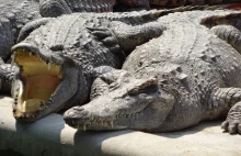 Krokodyle, wielkie nietoperze i inne ciekawostki na kambodżańskiej prowincji