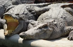 Krokodyle, wielkie nietoperze i inne ciekawostki na kambodżańskiej prowincji