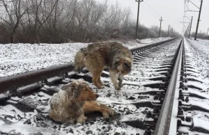 "Opuszczały głowy,a pociąg przejeżdżał nad nimi" dramatyczna historia psów WIDEO