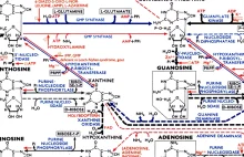 ExPASy - Biochemical Pathways