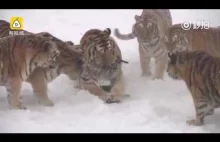 Tygrysy syberyjskie gonią obserwującego je drona, łapią go i się nim "bawią"