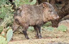 W Wenezueli znikają zwierzęta z zoo, są... zjadane