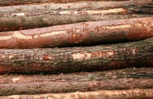 Strażnik Roztoczańskiego Parku miał ścigać złodziei, a sam kradł drewno z lasu.