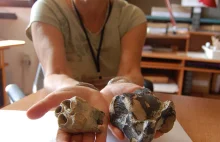 Siedliszowice: szczątki prehistorycznego nosorożca leżały w Dunajcu