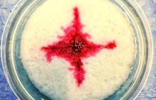 Bakteria, która czyni cuda - skąd mogła się wziąć 'krew' na hostii
