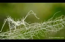 Niesamowita natura - Konik polny Lichen Katydid