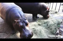 Big Hippo jedzenia siana w 4K