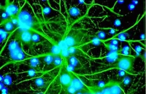 Astrocyty ważne jak neurony