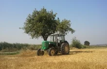 Wyrywanie Drzewa Traktorem Ursus