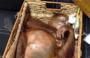 Odurzony orangutan znaleziony w bagażu rosyjskiego turysty