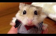 Funny Hamster Compilation NEW