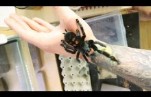 Boisz się pająków? Genialny kanał na YouTube pokaże Ci, że nie ma czego się bać