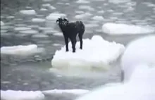 Pies uratowany z pływającej bryły lodu w morzu