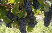 Pestki winogron mogą wspomóc walkę z nowotworami