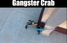 Gangsta crab