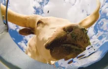 Ukrył kamerę na dnie wiadra z wodą, by przekonać się, czy zwabi zwierzęta xD