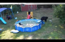 Niedźwiedzia rodzina urządziła sobie zabawę w przydomowym basenie