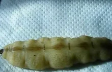 Film pokazujący jak wielka jest królowa termitów