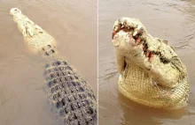 Krokodyl albinos zwany Michael Jackson pożarł australijskiego rybaka.