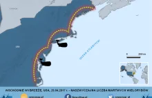 USA: nadzwyczajna liczba martwych waleni na wschodnim wybrzeżu