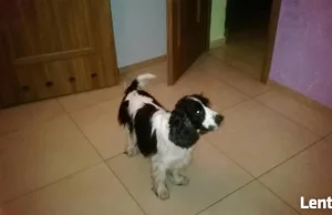 Prosze o pomoc Znaleziono Spaniel sukę czarno - białą w Zawierciu