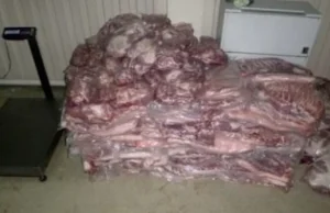 Rosjanie chcieli przewieźć przez granicę ponad dwie tony mięsa [wideo]