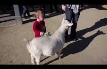 Pierd kozy straszy dziecko
