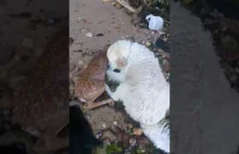 Pies ratuje młodego jelenia przed utonięciem