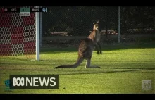 Kangur atakuje murawę boiska, w australijskim meczu piłki nożnej