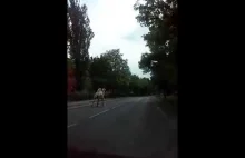 Tymczasem w Legnicy - wielbłąd na ulicy