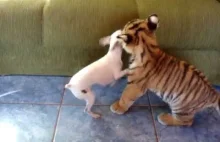 Mały tygrys bawi się z psem