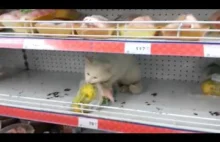 Kot na zakupach w Rosji