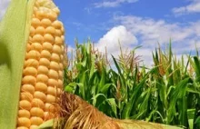 Co słyszy kukurydza?
