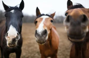 Konie potrafią się z nami komunikować! Badacze dowiedli ich wyjątkowych w...