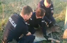 Daniel zaplątany w siatkę ogrodzeniową. Zwierzę uwolnili policjanci [WIDEO]