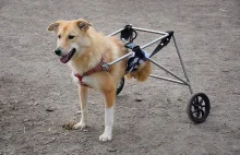 „Znów na nogach”, czyli projekt drugiej szansy dla niepełnosprawnych psów.